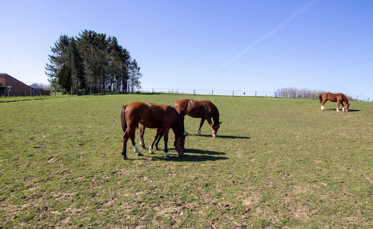 Paarden tellen
