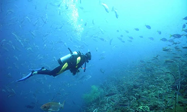 A scuba diver exploring near a vibrant coral reef with various fish swimming around at Orsera