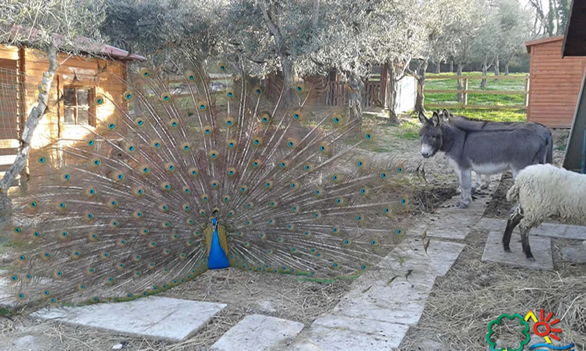 Peacock displaying tail feathers while donkey and sheep stand nearby, in front of wooden cabins and greenery at Centro Vacanze San Marino