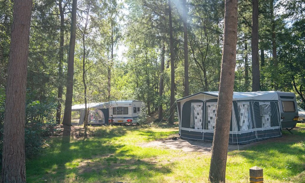 Two caravans parked among tall trees in a sunlit forest clearing at Landal Rabbit Hill