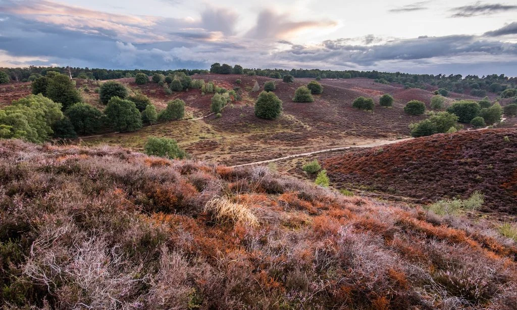 Heather-covered hills stretch across the landscape under a dynamic cloudy sky at Landal Rabbit Hill