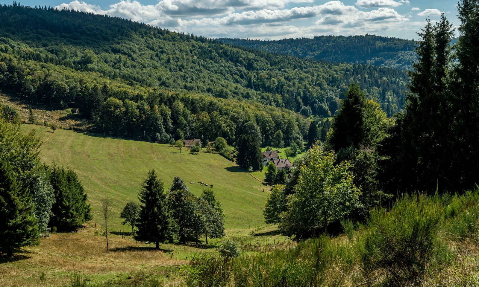 Rolling green hills with scattered trees, overlooking a distant farmhouse nestled within a dense, forested valley at La Foret