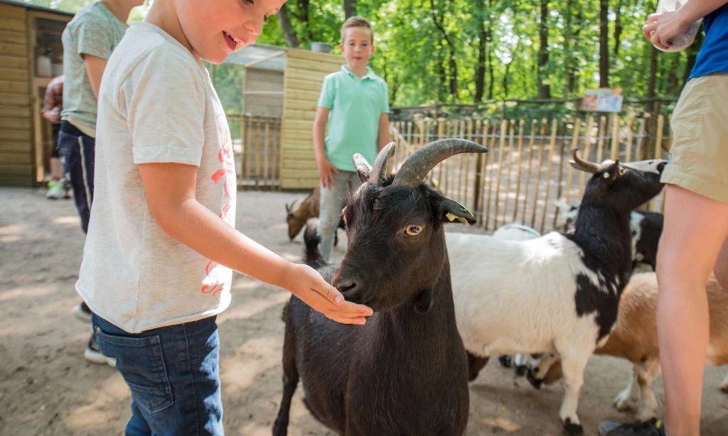 Child feeds a black goat from his hand, surrounded by other goats and children at Landal Rabbit Hill