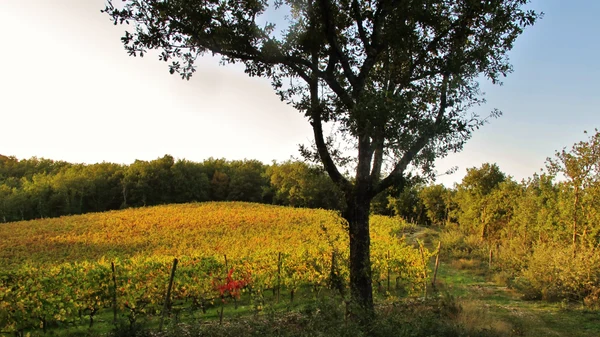 A tree standing in front of a vineyard, surrounded by lush trees at du Domaine d'Anglas