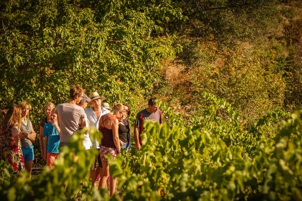 A group of people standing and talking among tall green plants in a sunny, wooded area at du Domaine d'Anglas