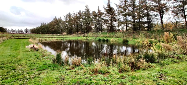 Dog sniffing ground by a reflective pond, surrounded by grassy landscape and tall trees at Ballum