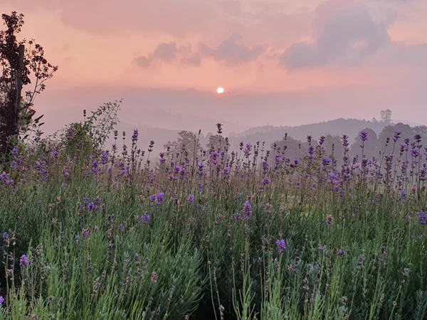 Purple wildflowers blooming in a field, against a backdrop of a foggy sunrise and rolling hills at Brilon