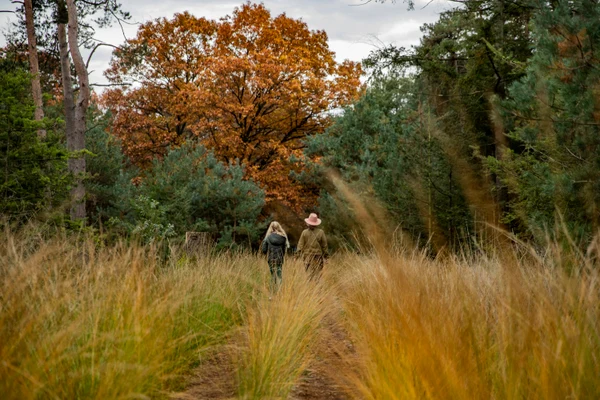 Two people walking on a forest path surrounded by tall grass and autumn foliage at De Heihorsten