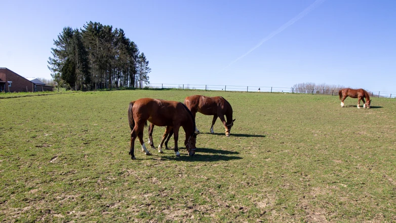 Recuento de caballos